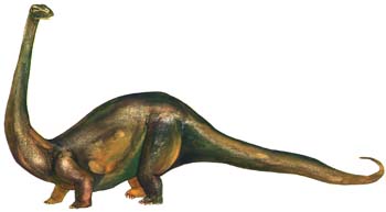 Apatosaurus