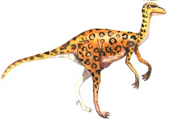 Coelurus