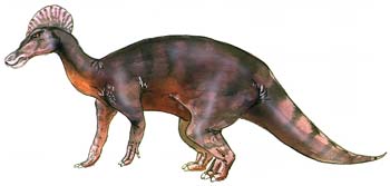 Corythosaurus