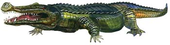 Deinosuchus