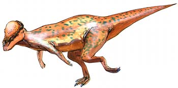 Pachycephalosaurus