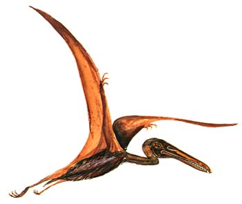 Pterodactylus